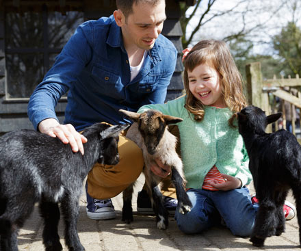 Animal Care